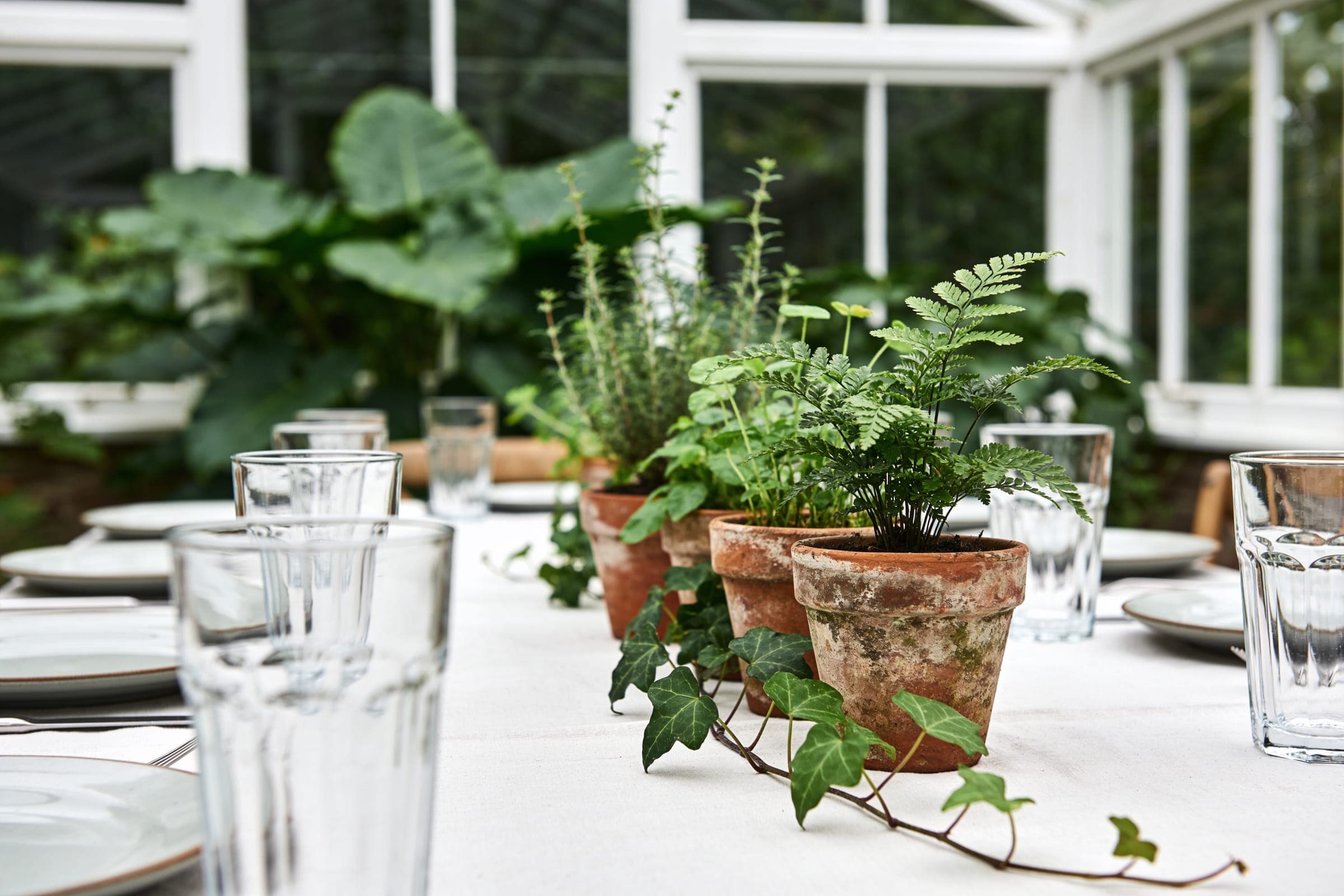 Terracotta pots of herbs and a fern with trailing ivy down the center of a linen table inside a white-framed glasshouse.